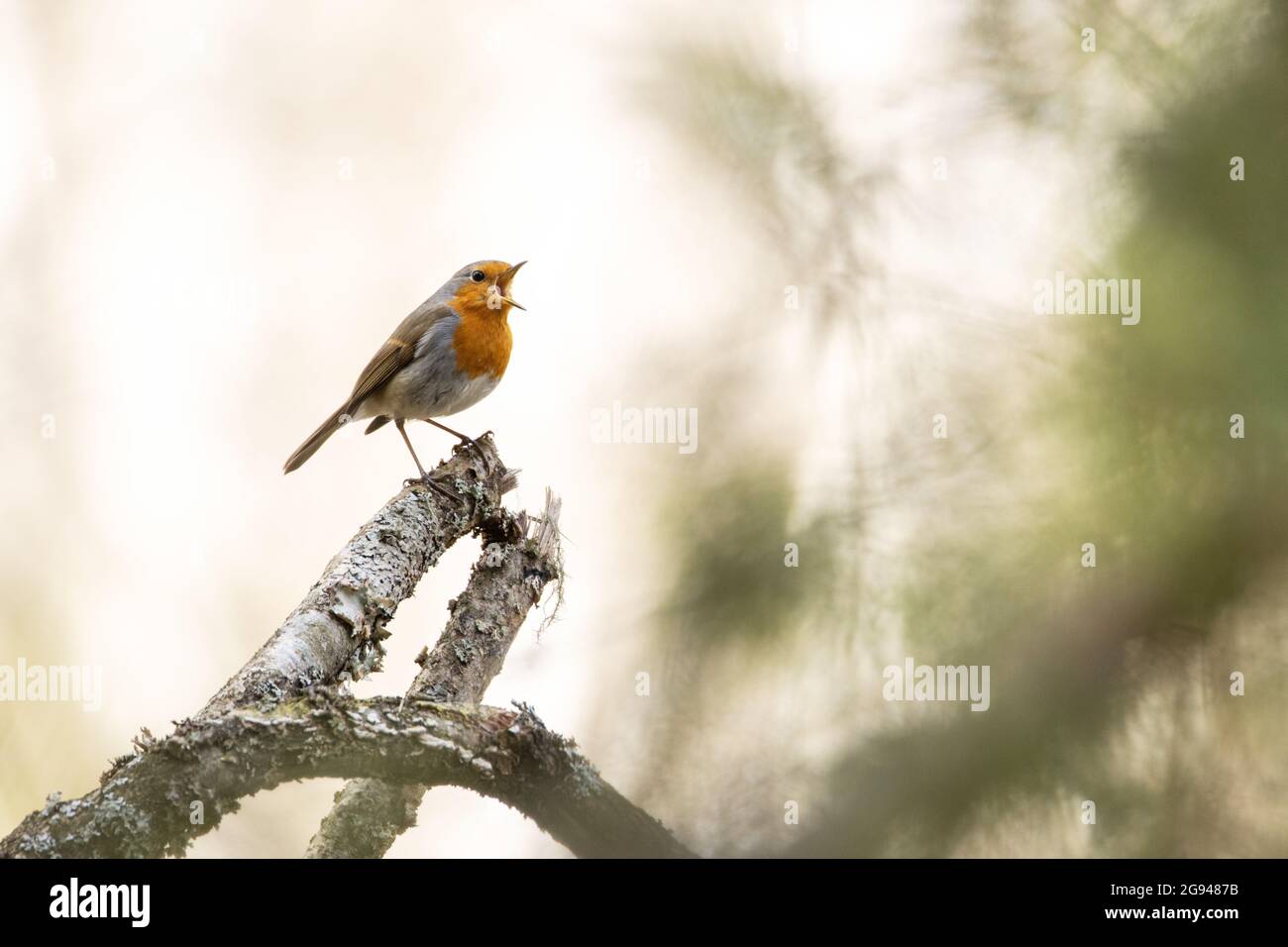 Männlicher Europäischer Rotkehlchen, Erithacus rubecula, thronte und sang während eines frühen Frühlingstages in Estland. Stockfoto