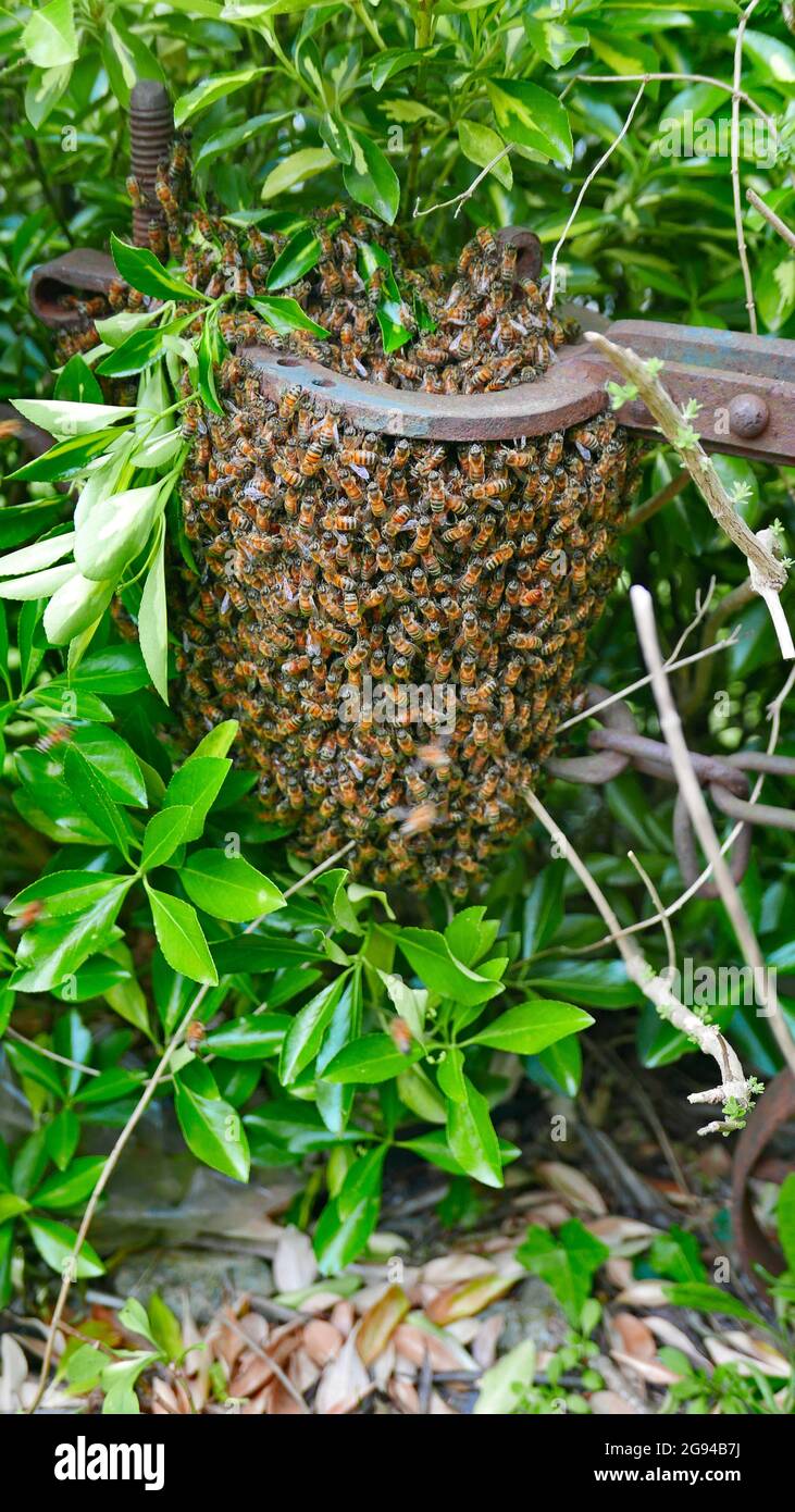 Ein Schwarm wilder natürlicher Bienen, versteckt in der ligurischen Landschaft Stockfoto