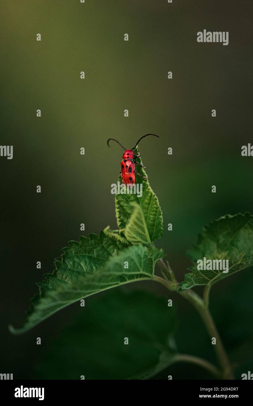Milchkäfer mit schwarzen und roten Flecken, die Blätter fressen Stockfoto