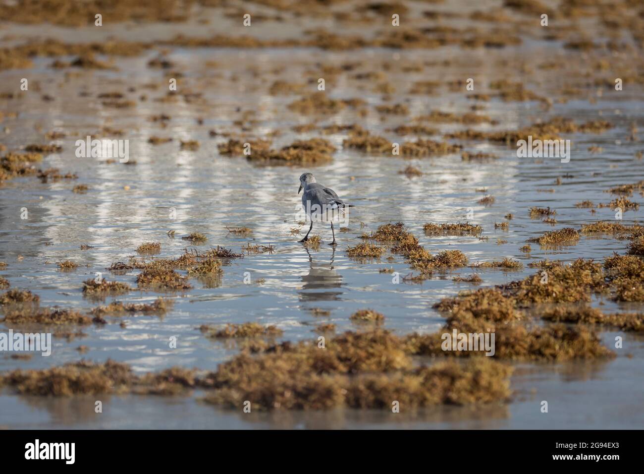 Vogelwanderungen zwischen schimmerndem, nassem Sand und Algen am Strand Stockfoto