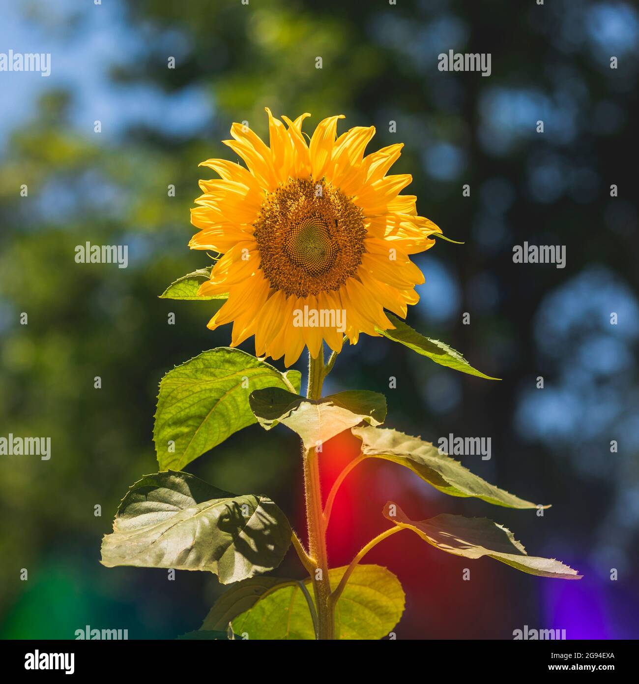 Große, riesige Sonnenblume in voller Sonne mit farbigen Sonnenstrahlen. Stockfoto