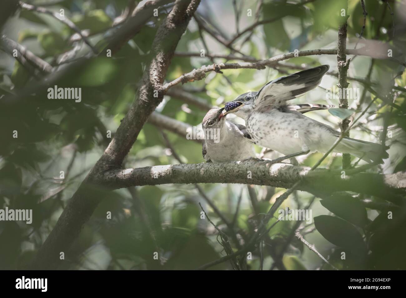 Reifer Vogel füttert Brombeere an juvenile Vögel hoch im Baum Stockfoto