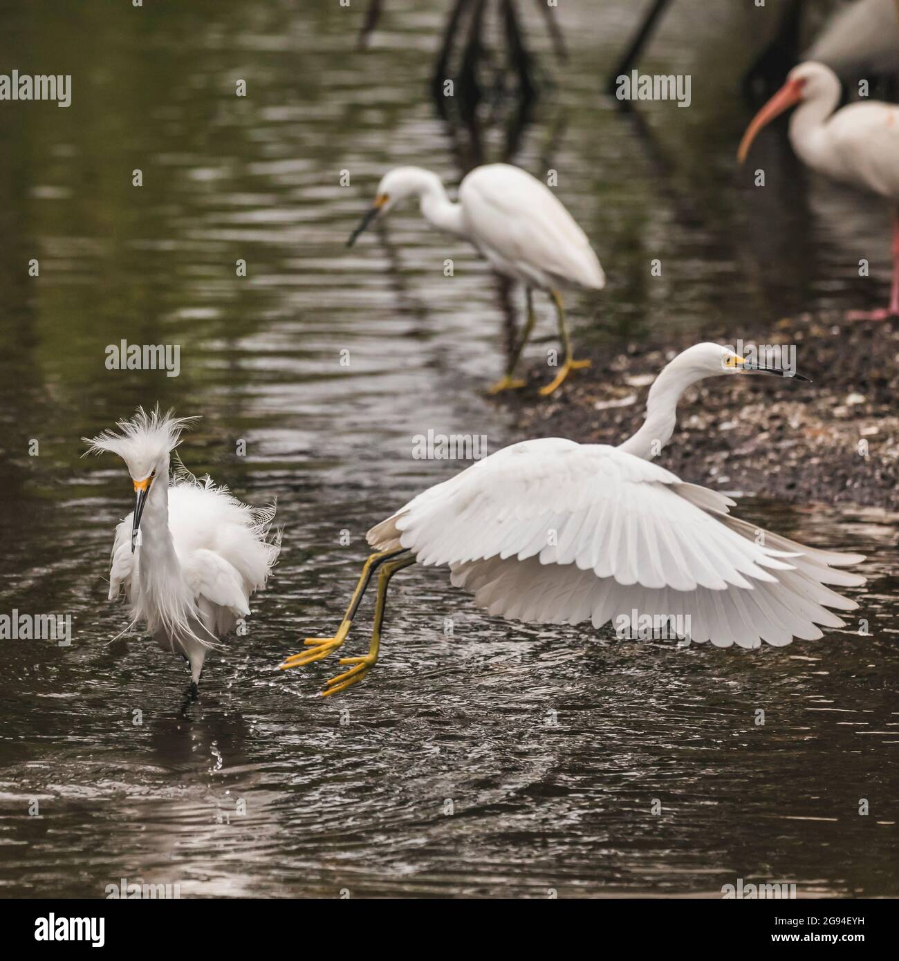 Einheimische Watvögel aus Florida planschen, spielen und fliegen Stockfoto