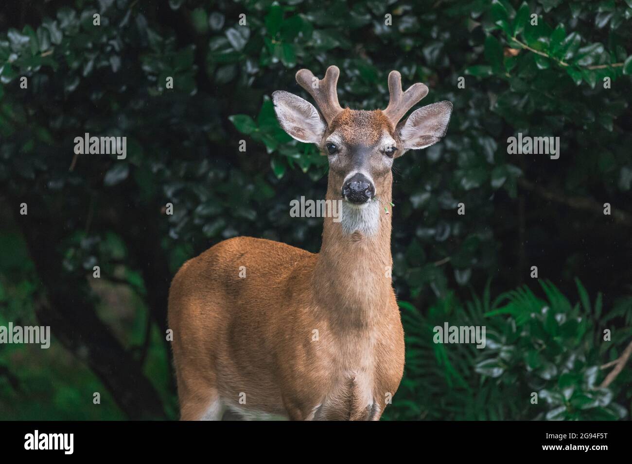 Junge männliche Hirsche, die Geweihe entwickeln, knabbern Blumen Stockfoto
