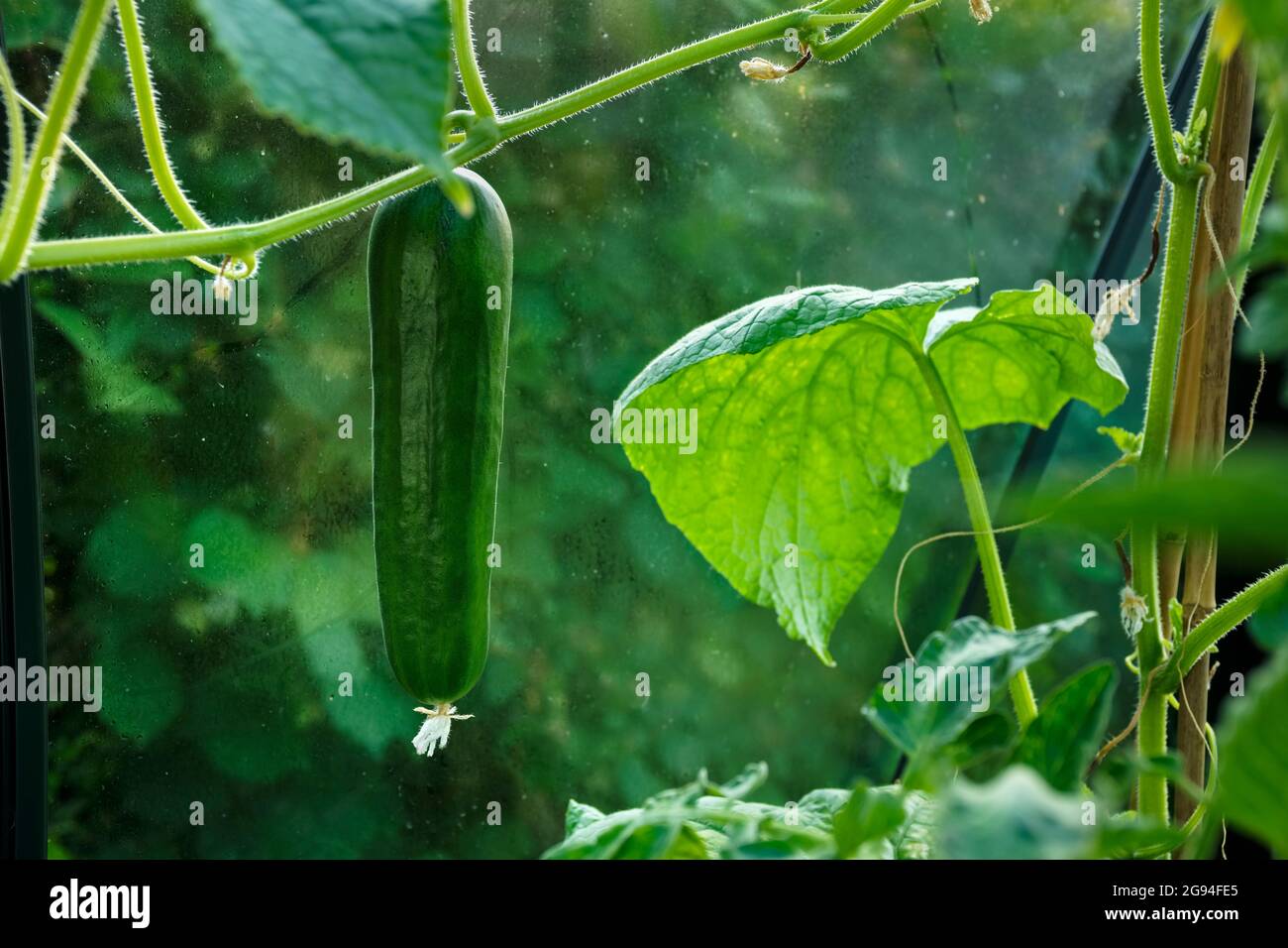 Gurke wächst in einem Gartengewächshaus. Stockfoto