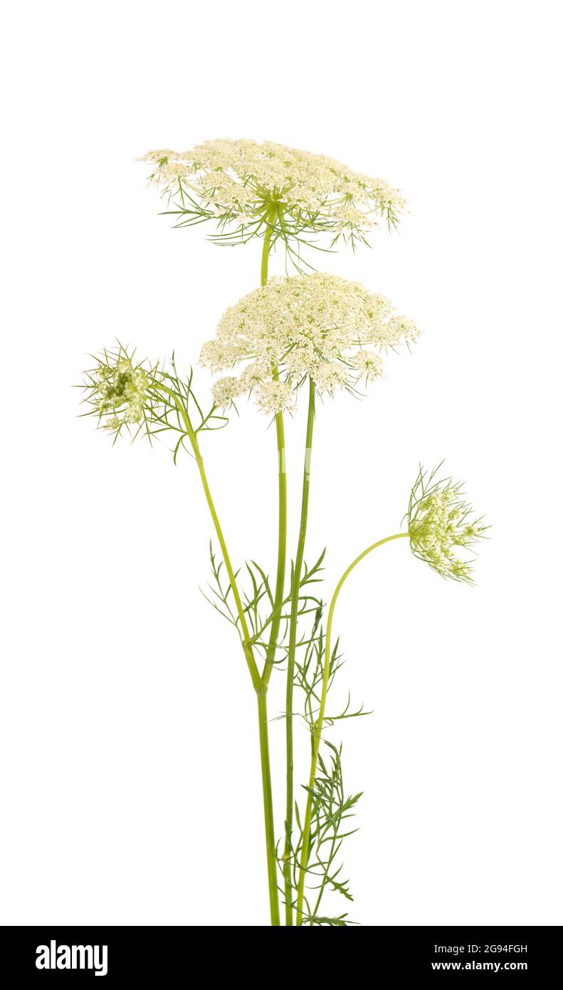 Wilde Karotte oder Daucus carota, Blüten isoliert auf weißem Hintergrund. Medizinische Kräuterpflanze. Stockfoto