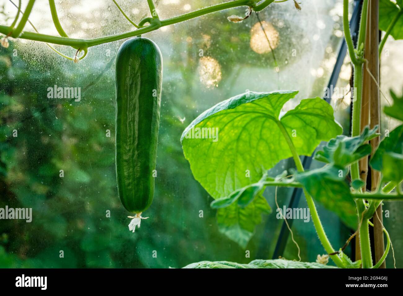 Gurke wächst in einem Gartengewächshaus. Stockfoto