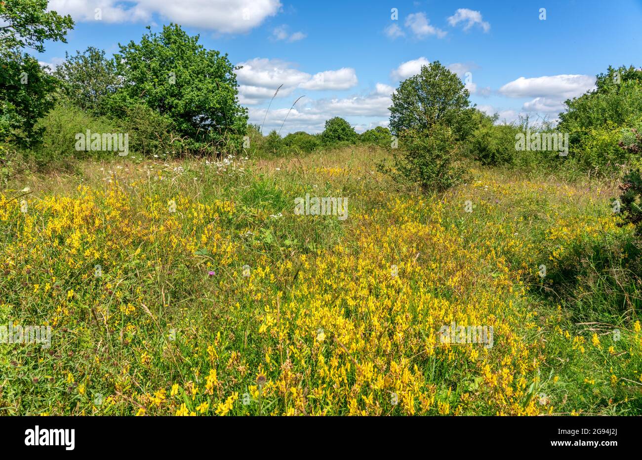 Artenreiche Wildblumenwiesen im Gorse Butterfly Conservation Reserve von Alner in Dorset, Großbritannien Stockfoto