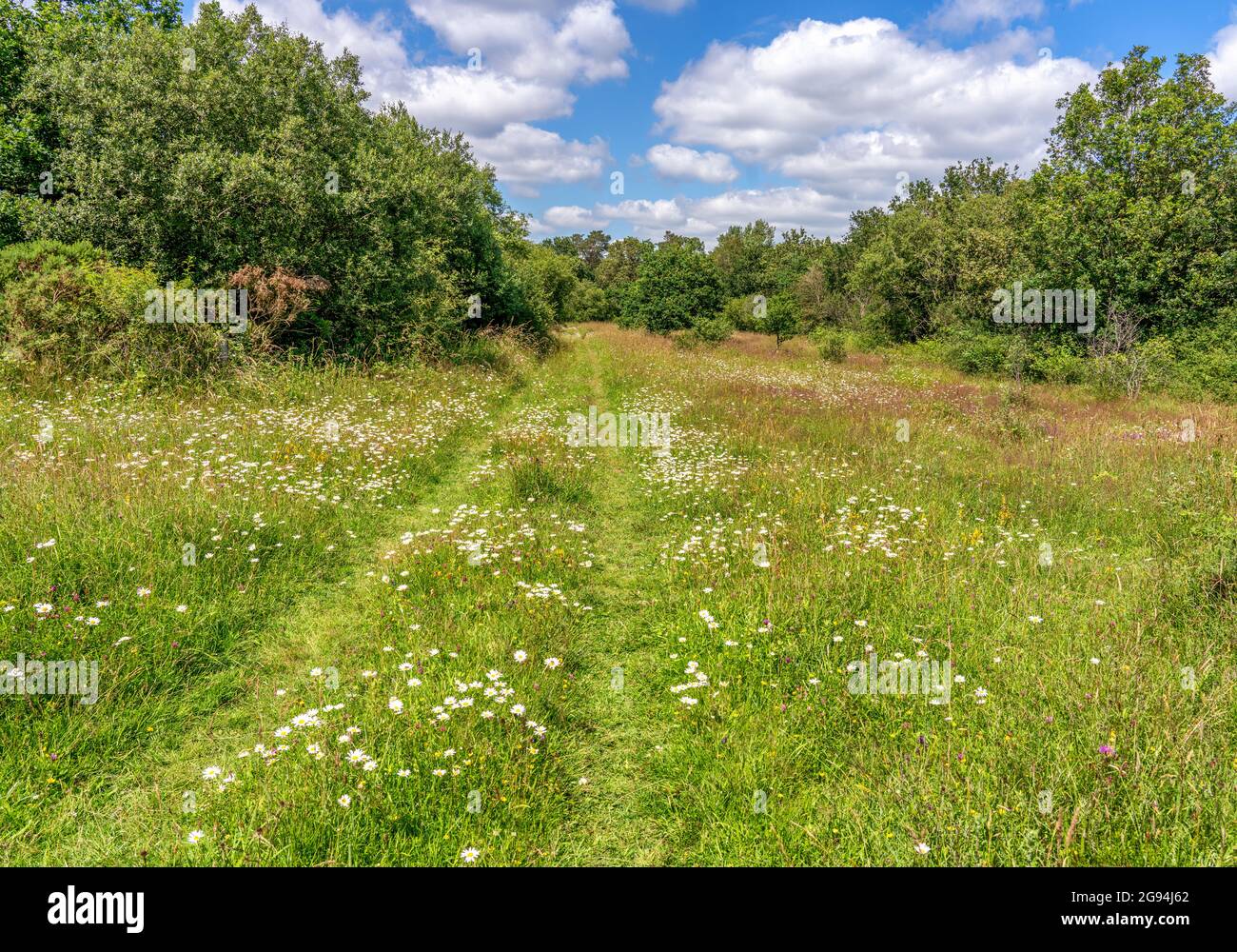 Artenreiche Wildblumenwiesen im Gorse Butterfly Conservation Reserve von Alner in Dorset, Großbritannien Stockfoto