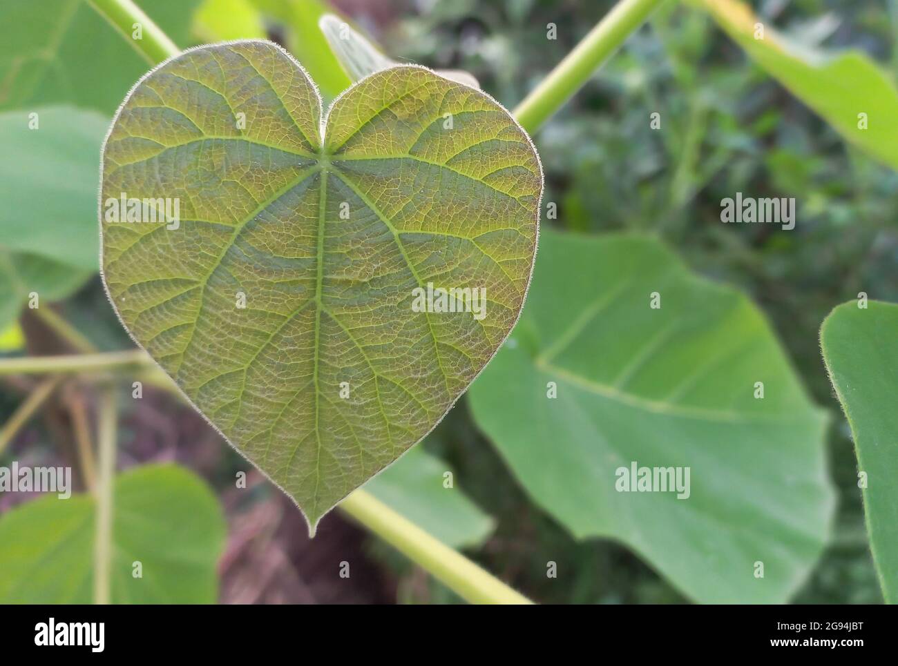 Herzfrmige Bltter von Paulownia Tomentosa Baum im Garten Stockfotografie  - Alamy