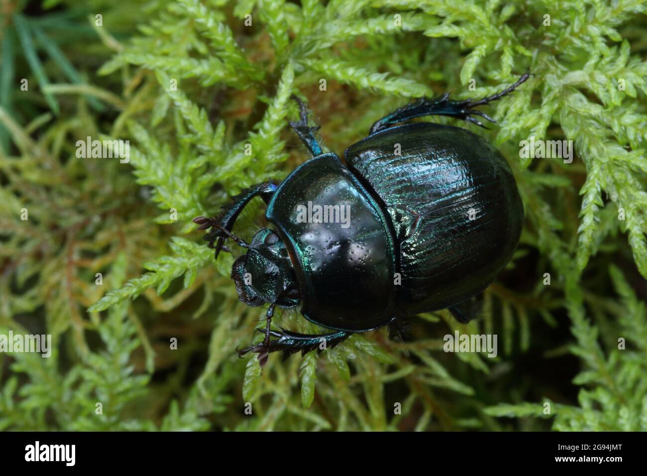 Nahaufnahme eines Woodland Dor Käfer, Anoplotrupes stercorosus mit einer glänzenden Schale, die auf einem moosigen Boden im Wald läuft. Stockfoto