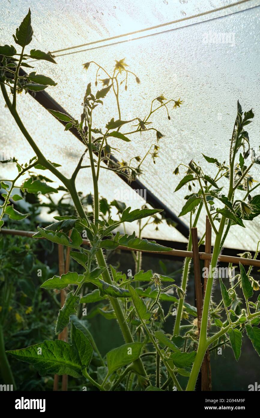 Tomatenpflanzen wachsen in einem Gartengewächshaus. Stockfoto