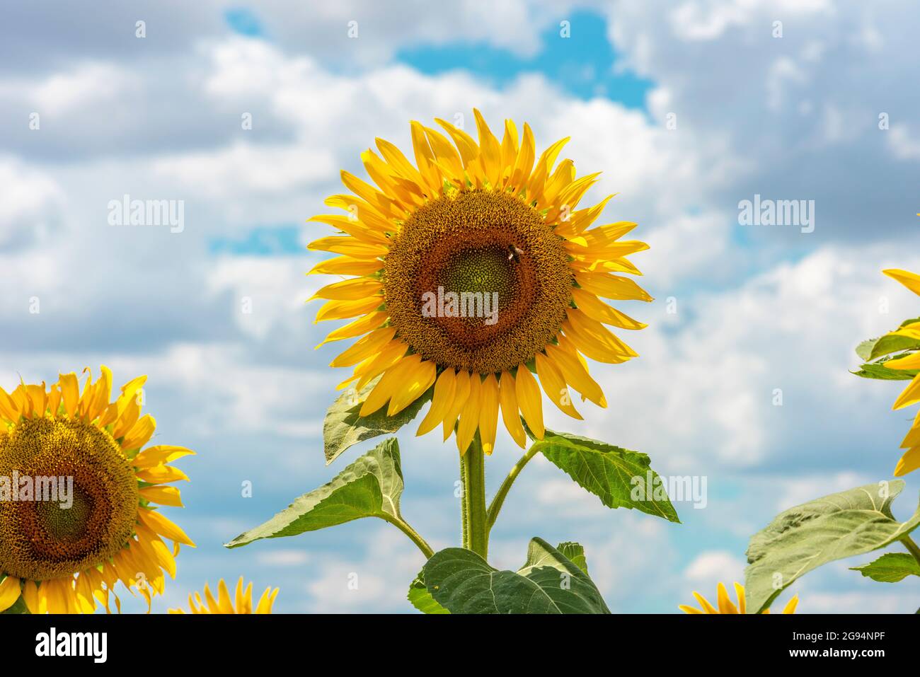 Sonnenblumenfeld. Schöne Sonnenblume mit blauem Himmel Hintergrund. Stockfoto
