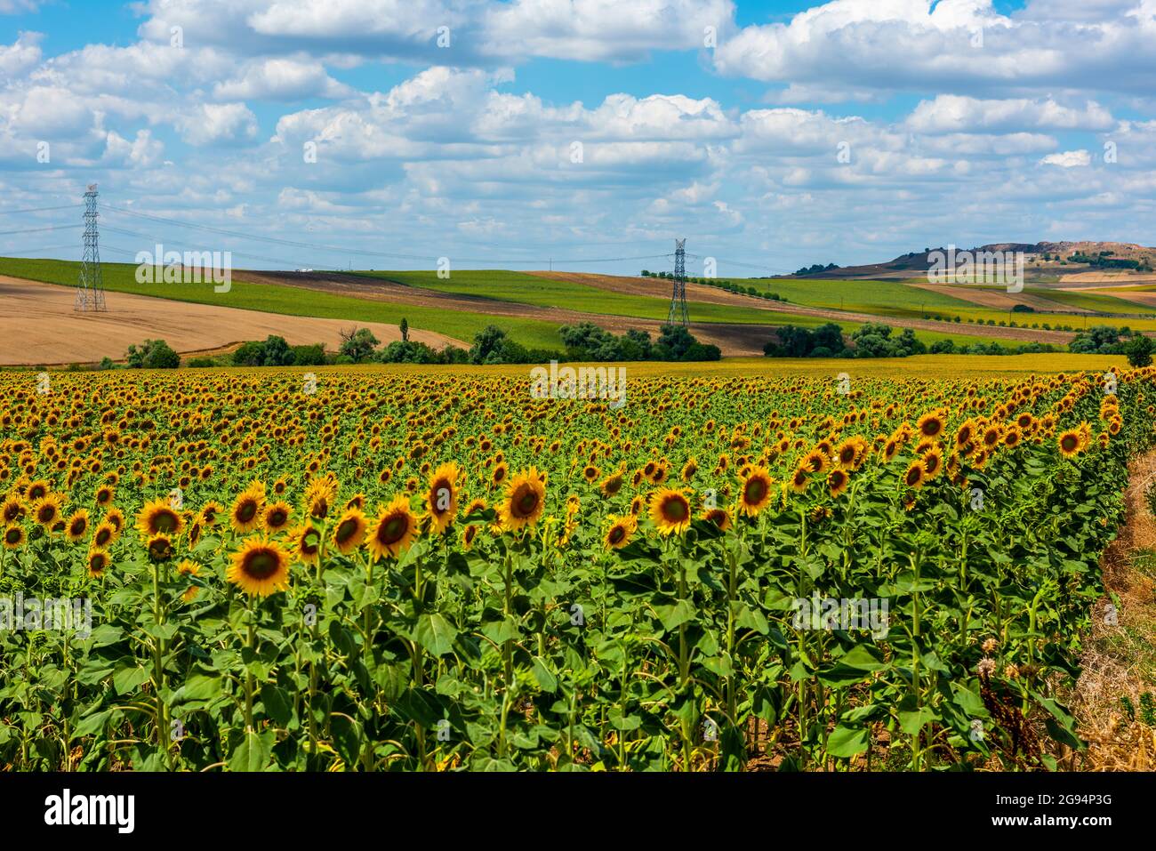 Sonnenblumenfeld. Schöne Sonnenblumen an sonnigen Sommertagen. Stockfoto
