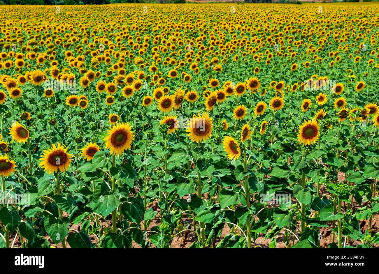 Sonnenblumenfeld. Schöne Sonnenblumen an sonnigen Sommertagen. Stockfoto