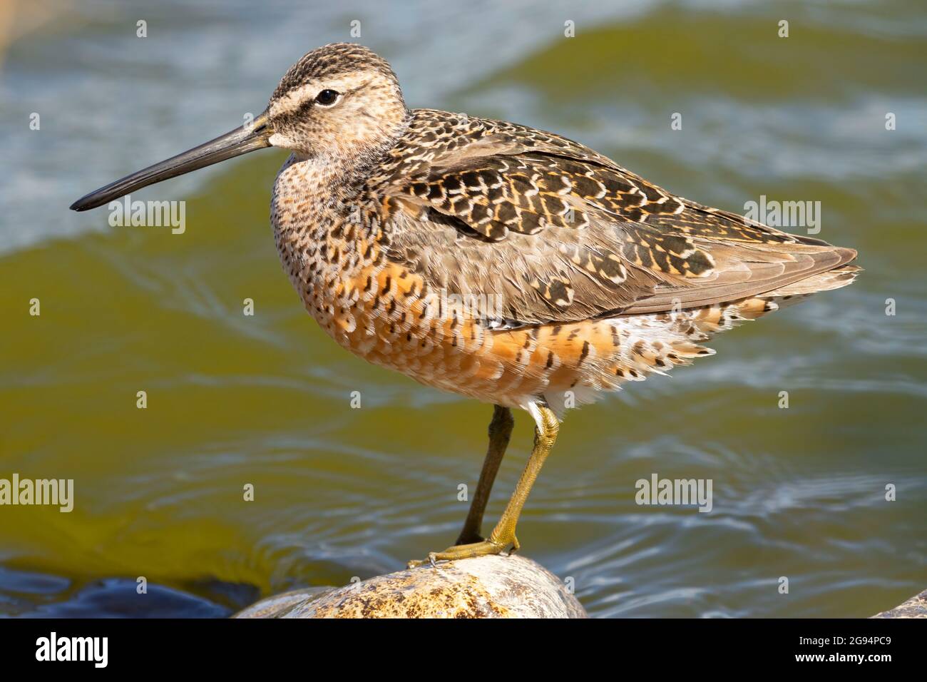 Kurzschnabel-Dowitcher (Limnodromus griseus), McNary National Wildlife Refuge, Washington Stockfoto