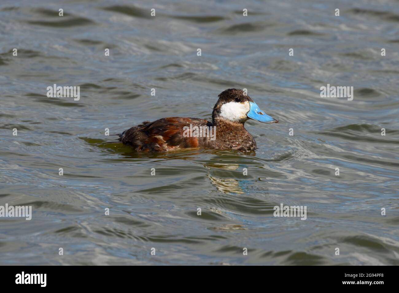 Ruddyente (Oxyura jamaicensis), McNary National Wildlife Refuge, Washington Stockfoto