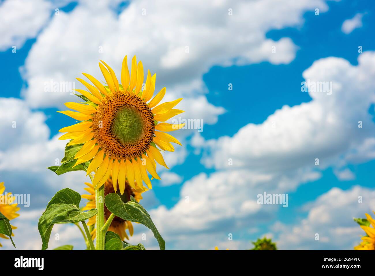 Sonnenblumenfeld. Schöne Sonnenblume mit blauem Himmel Hintergrund. Stockfoto