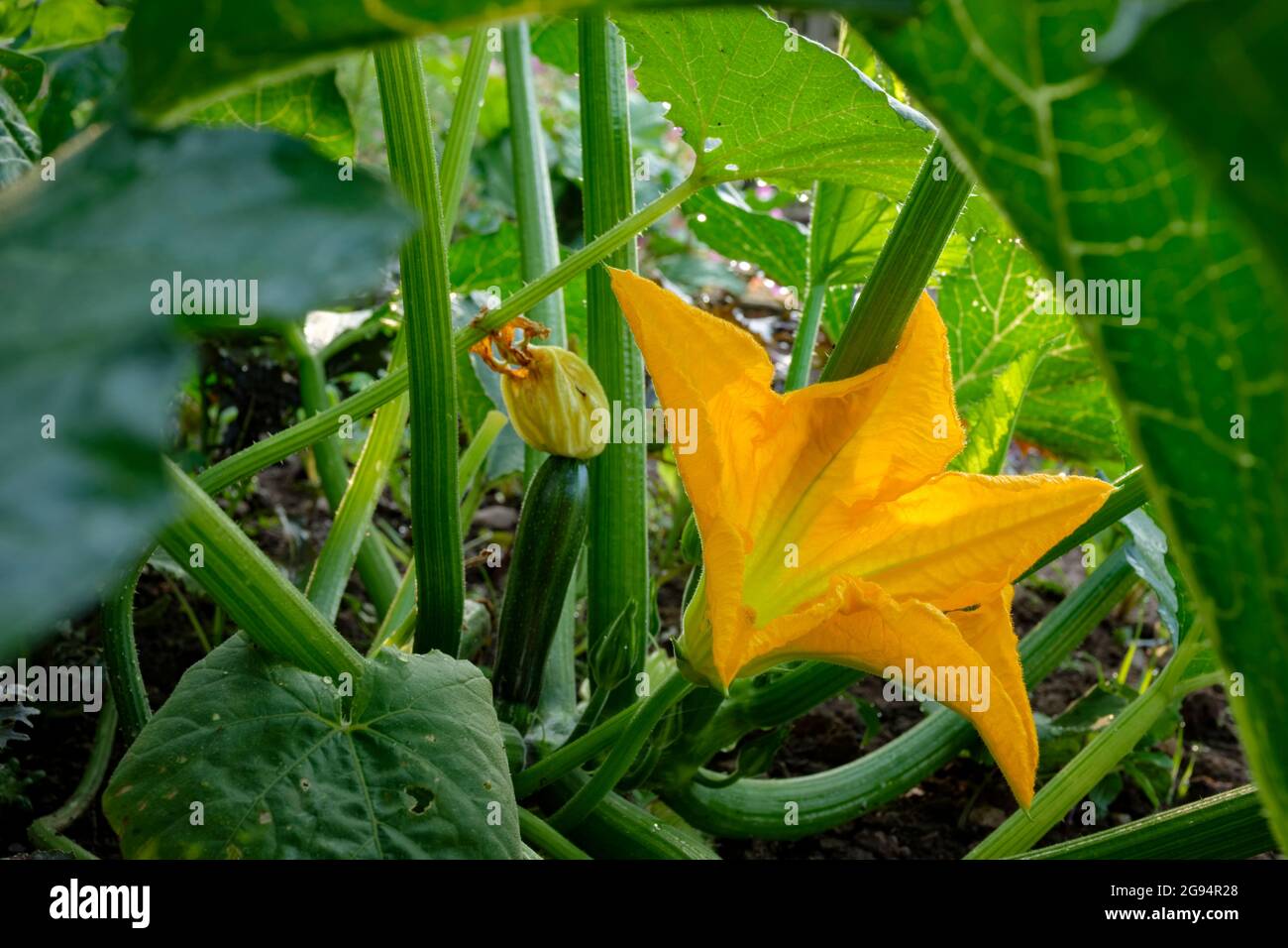 Zucchini wachsen in einem ländlichen Gemüsegarten. Stockfoto