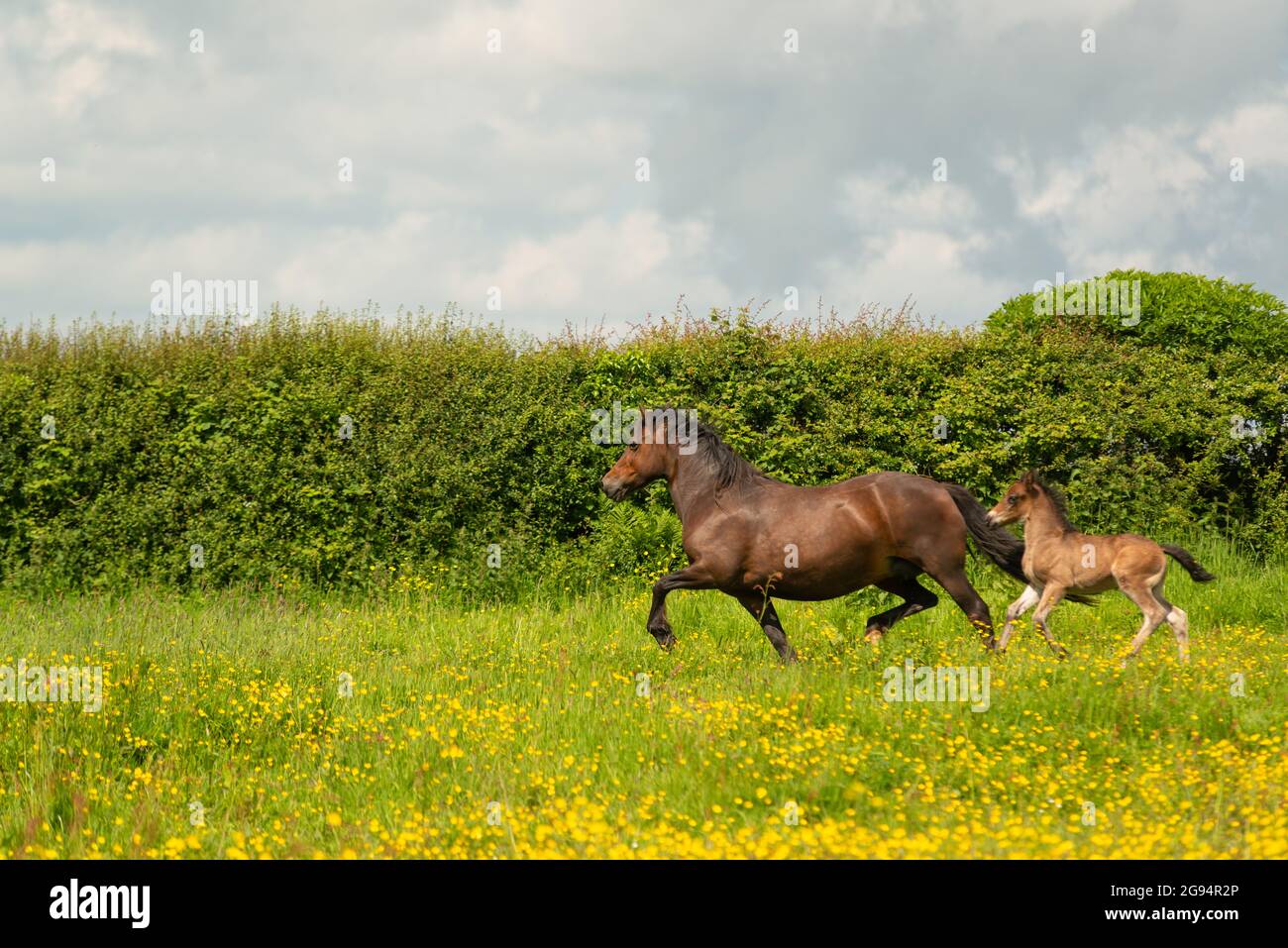 Welsh Cob Pferd Stockfoto