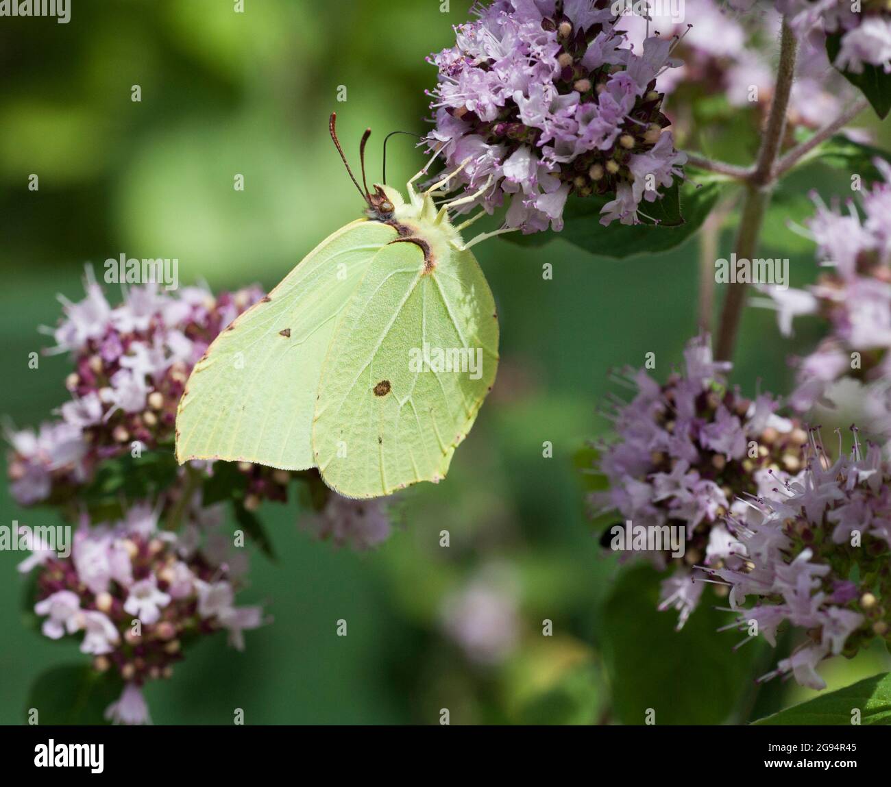 GONEPTERYX RHAMNI Schmetterling aus Brimstone Stockfoto