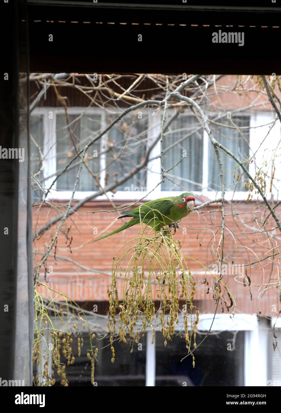 Papagei auf einem Baum Stockfoto