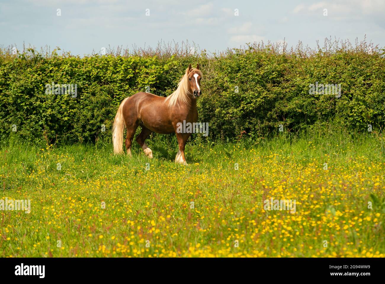 Welsh Cob Pferd Stockfoto