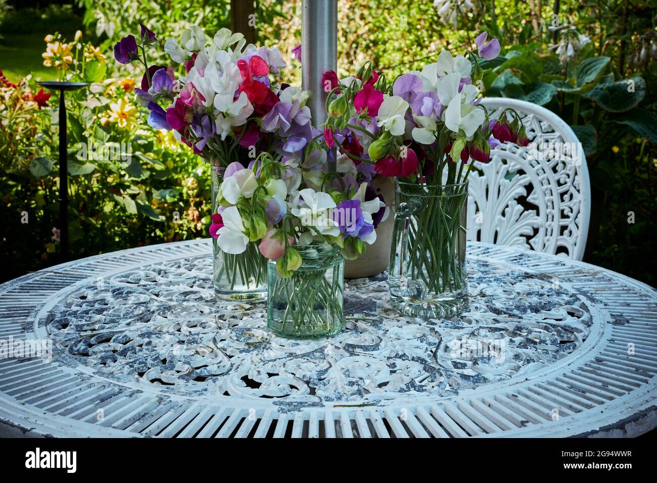 Selbstgewachsenes, süßes Erbsen-Blumenmuster auf Gartenmöbeln in Yorkshire Stockfoto