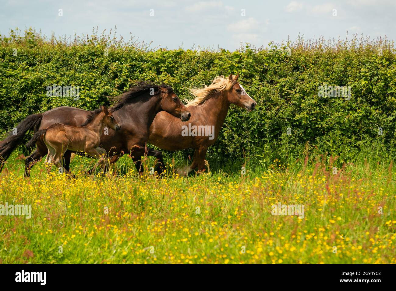 Welsh Cob Pferd Stockfoto