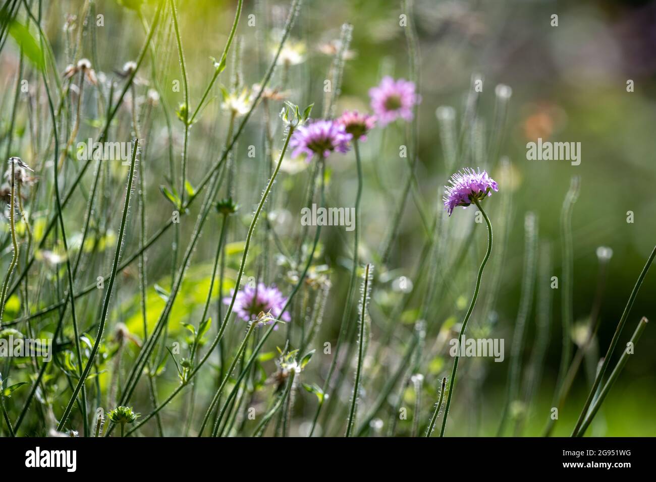 Malvenfarbener Hüttengarten blüht in strahlendem Sonnenschein, attraktiv für Bestäuber Stockfoto