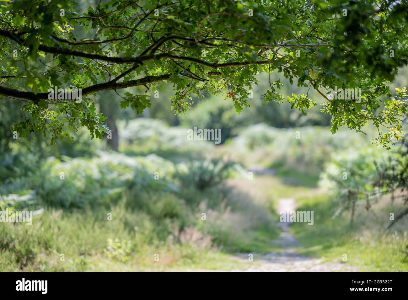 Unberührte englische Wälder im Sommer, üppiges, hohes grünes Gras mit Bäumen und Farnen in hellem Licht Stockfoto