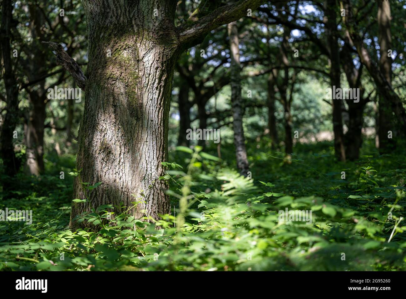 Unberührte englische Wälder im Sommer, üppiges, hohes grünes Gras mit Bäumen und Farnen in hellem Licht Stockfoto