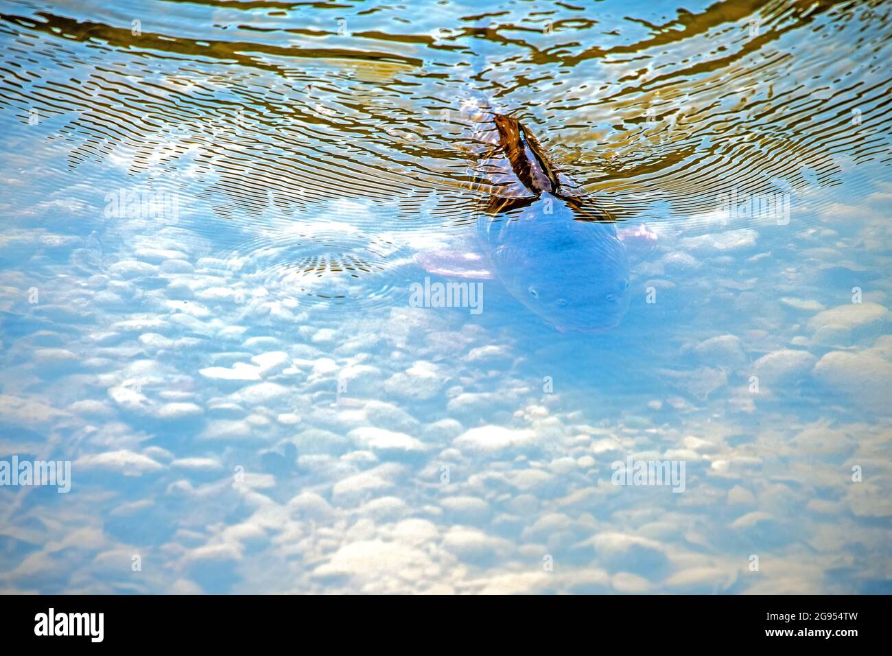 Vorderansicht eines Karpfenfisches im flachen Teichwasser an einem sommerlichen sonnigen Tag Stockfoto