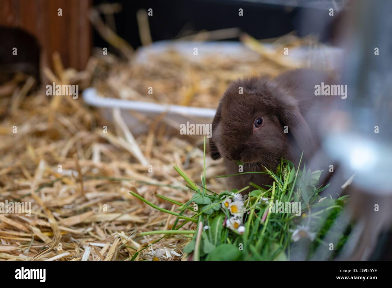 Braunes Zwergkaninchen essen frisches Wiesengrün mit kleinen Blüten, während er drinnen auf Strohhalm sitzt. Natürliches Fütterungsverhalten in gemütlicher Wohnumgebung. Stockfoto