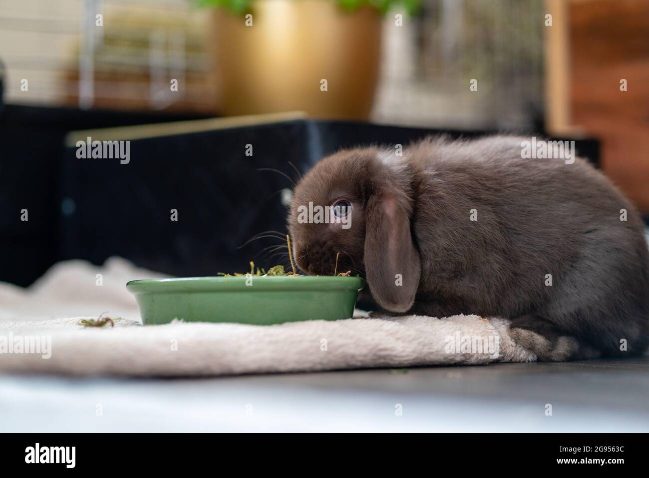 Braunes, kleines Zwergkaninchen (Zwergramm, Widder) mit Floppy-Ohren frisst aus einer grünen Schüssel im Wohnzimmer. Stockfoto