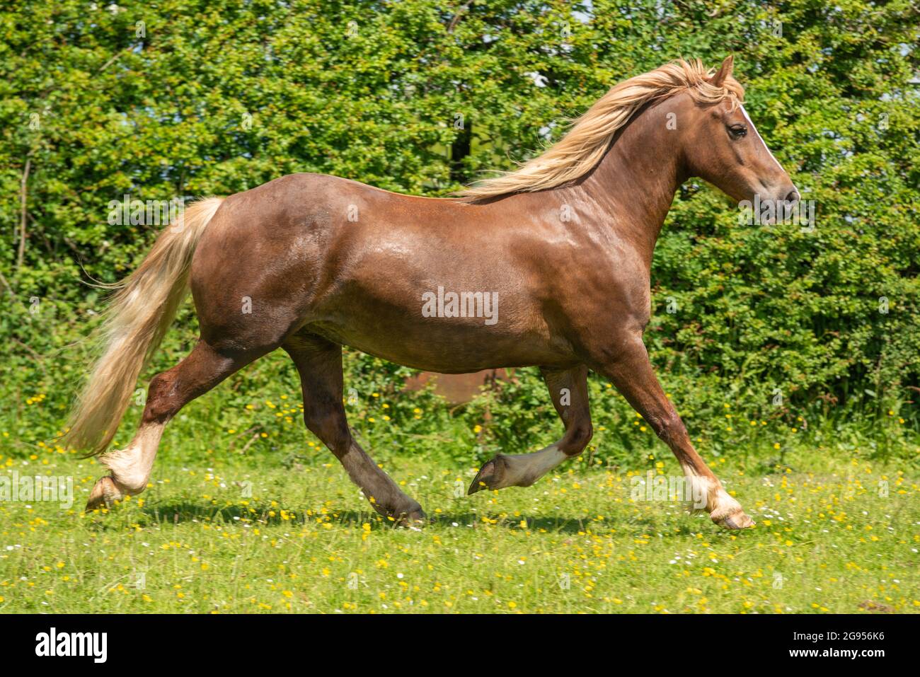 Welsh Cob Pferd Stockfoto