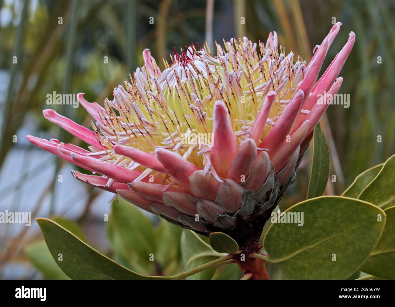 Protea Cyanoides Stockfoto