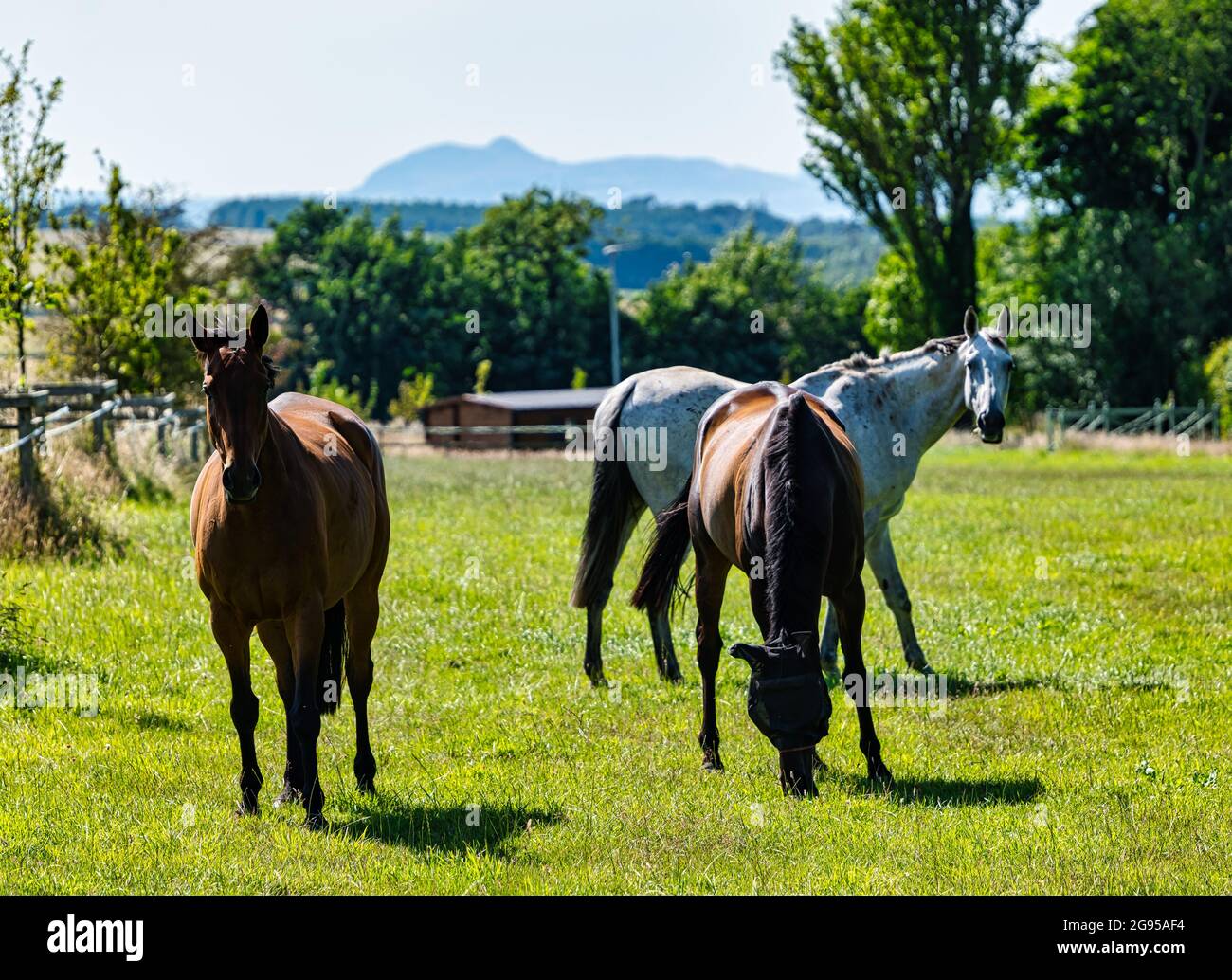 East Lothian, Schottland, Großbritannien, 24. Juli 2021. Drei Pferde grasen in Sonnenschein auf einem grünen Feld mit der markanten Kontur von Artus Sitz in der Ferne Stockfoto