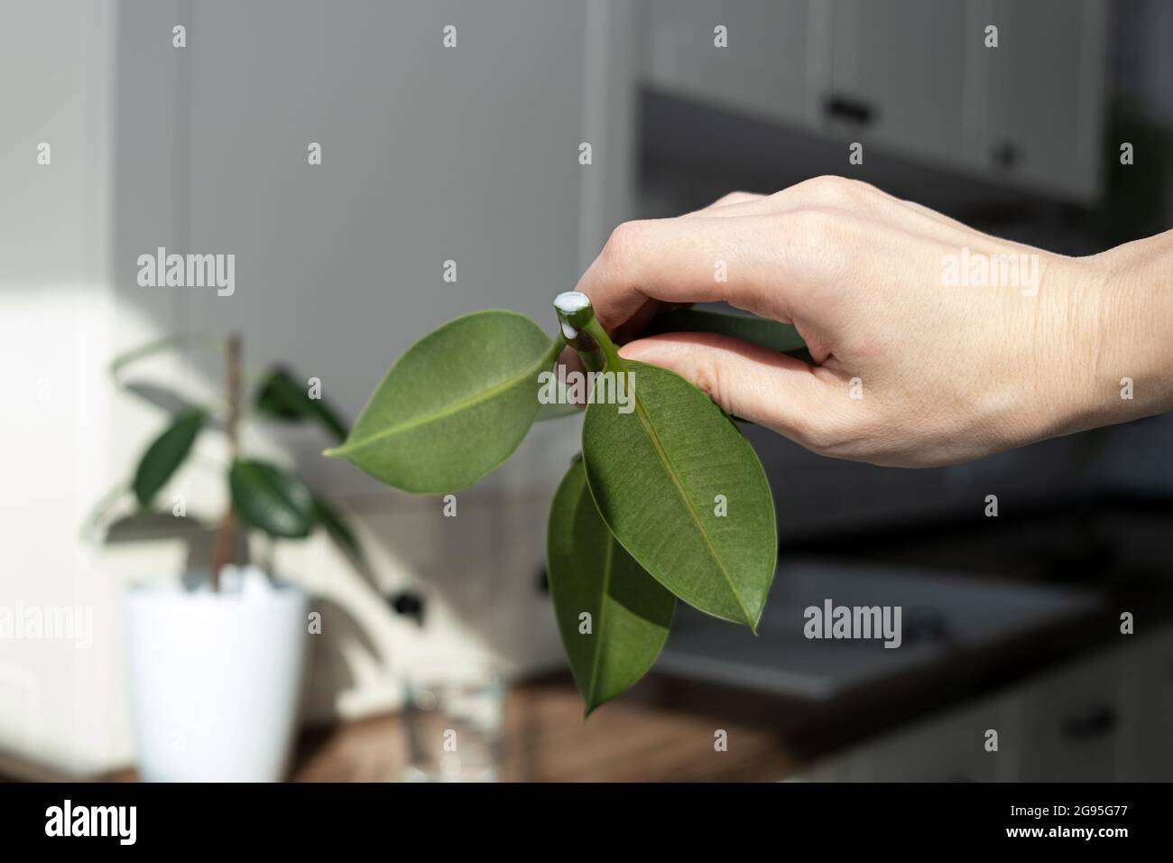 ficus-Stecklinge. Topfpflanzen züchten. Ficus elastica. Stockfoto