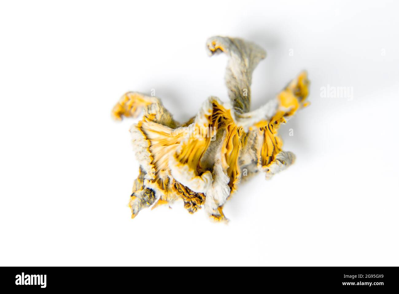 Schizophyllum commune pilze. Der Pilz ähnelt welligen Wellen von dicht gepackten Korallen oder losen chinesischen Fächern. „Gillies“ oder „Split Kiemen“ variieren Stockfoto