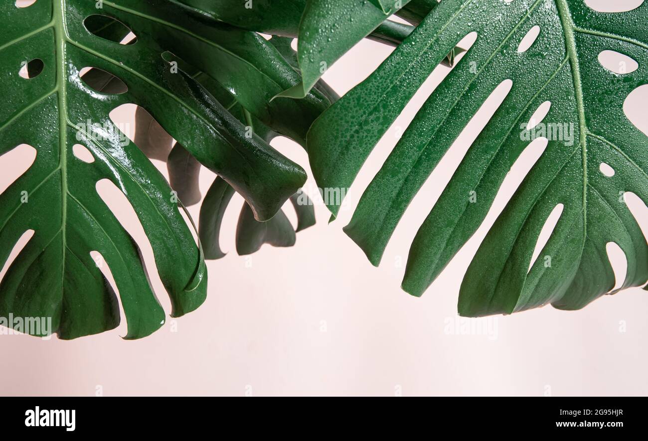Natürlicher Hintergrund mit tropischen Monstera-Blättern auf rosa Hintergrund. Stockfoto