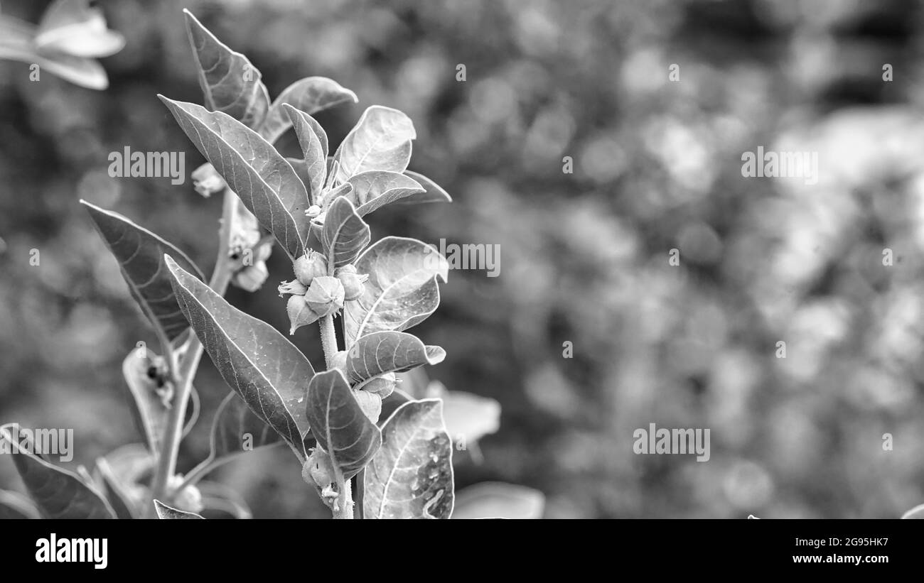 Schwarz-weiß Schuss, Ginseng Pflanze in der Natur. Einzigartige indische Ginseg pharmakeuptische Pflanze Withania somnifera Aahwagandha, wächst in wilden natürlichen Umwelt Stockfoto