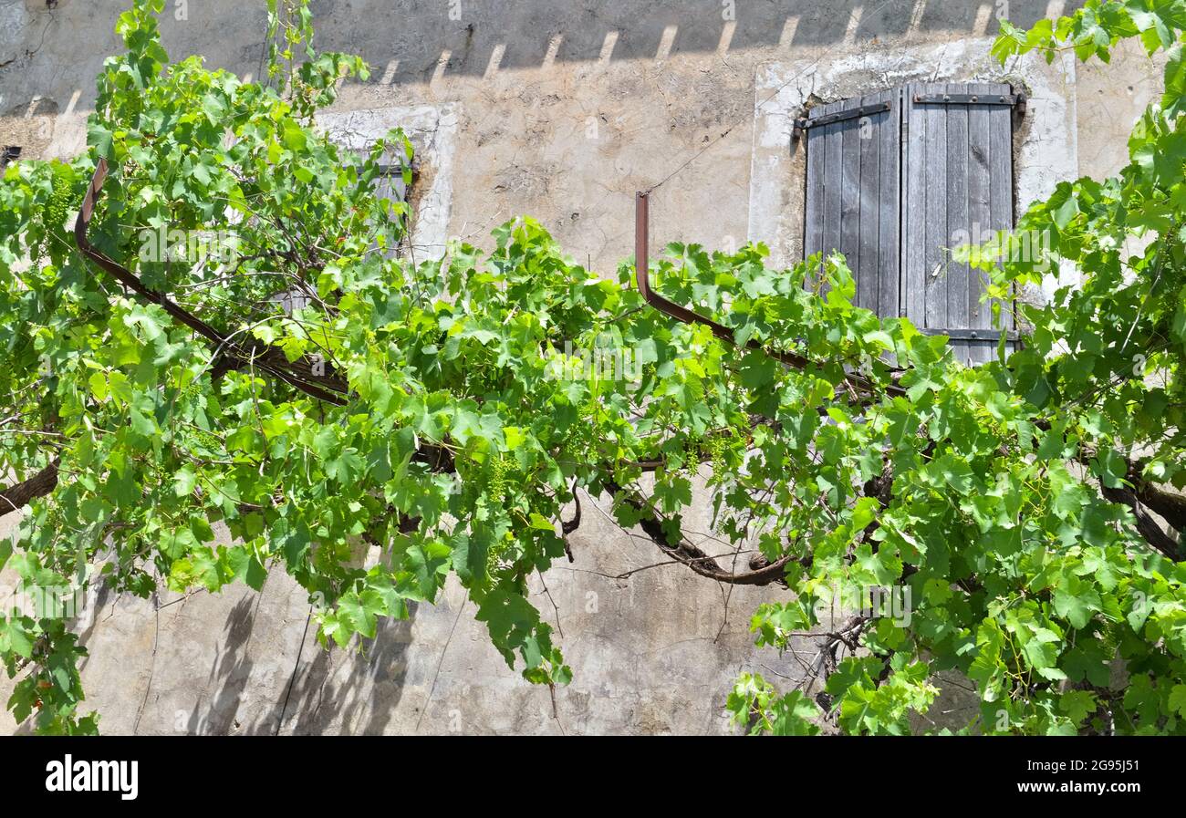 Weinrebe, die vor einer Fassade des alten provencale Hauses mit geschlossenen Fensterläden klettert Stockfoto