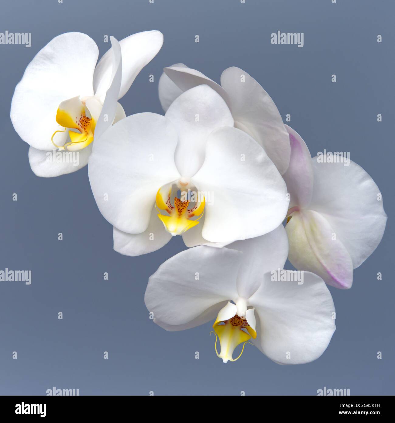 Weiße Orchidee blüht auf grauem Hintergrund Stockfoto