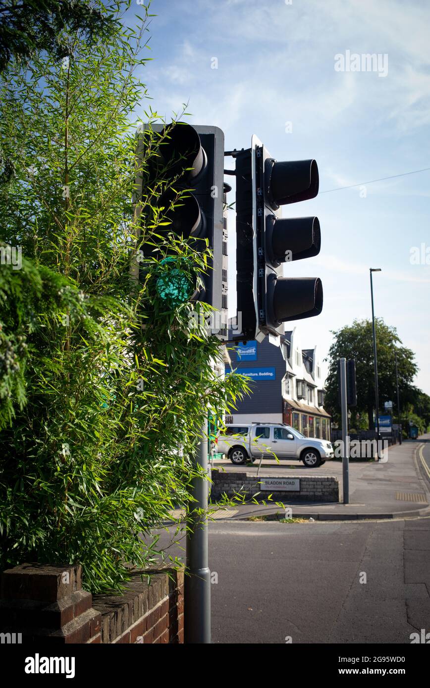 Eine Ampel an einer Kreuzung der Winchester Road A35 und Bladon Road Southampton Hampshire England ist mit einem Busch bedeckt, der die Ampeln blockiert. Stockfoto