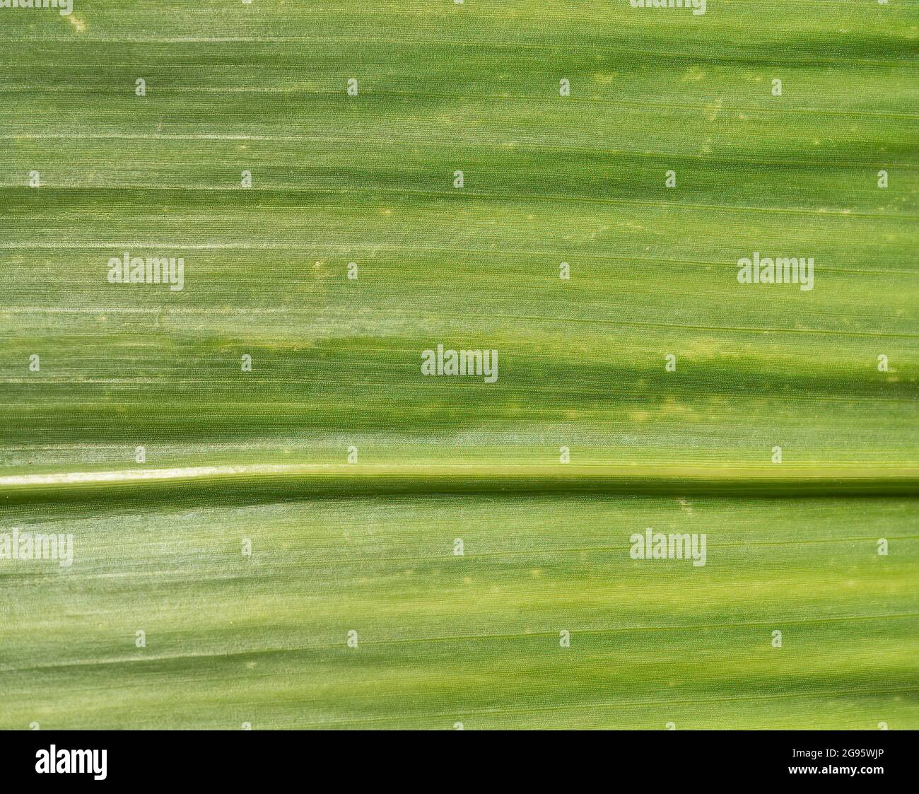 Makro-Textur auf einem Maisblatt, das noch wächst Stockfoto