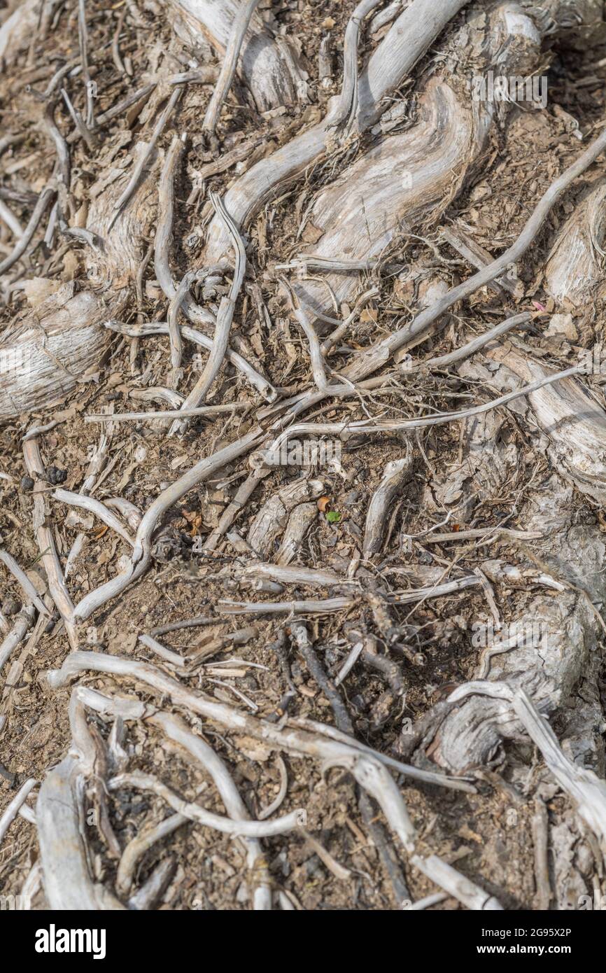 Abstract Dead Ivy / Hedera Helix Stämme oder Reben gewickelt rund gefällten Baumstamm auf dem Boden liegen. Für abstrakte Pflanzen, Efeu kontrollieren, anhaften Stockfoto