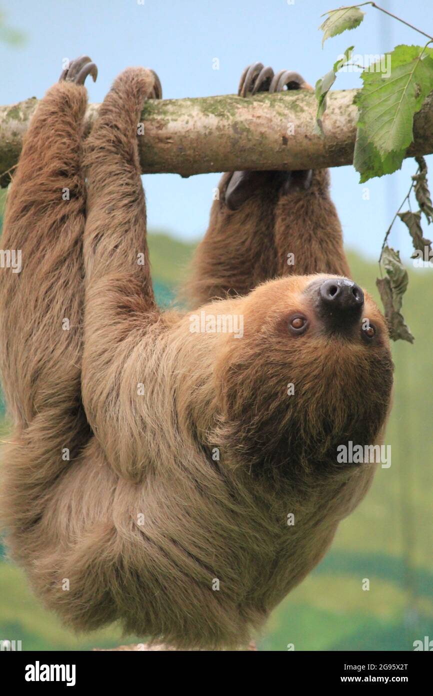 Faultier im Overloon Zoo in den Niederlanden Stockfoto