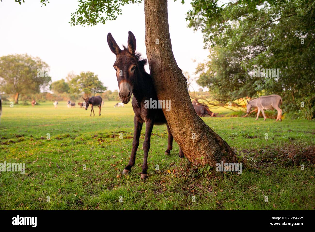 Ein Esel nutzt einen Baum, um im New Forest Hampshire England einen Kratzer zu haben. Stockfoto
