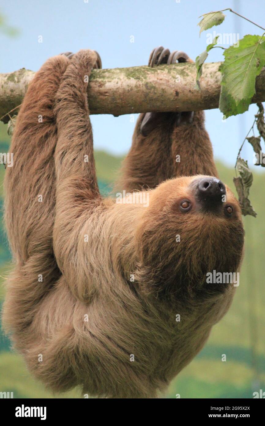 Faultier im Overloon Zoo in den Niederlanden Stockfoto